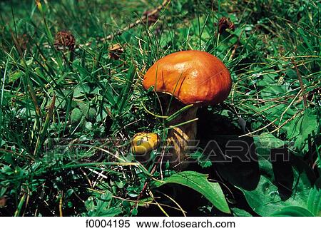Stock Photography - mushroom, danger, dangerous, risk, dead, death, flora. Fotosearch