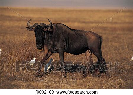 national reserve, natural reserve, bird, wild animal, wildlife, animal View Large Photo Image Stock Photo - national reserve, natural reserve, bird, wild animal, wildlife, animal. Fotosearch