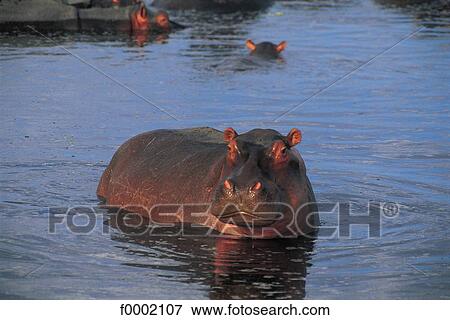 national reserve, natural reserve, wild animal, wildlife, wild, animal, animals View Large Photo Image Stock Photo - national reserve, natural reserve, wild animal, wildlife, wild, animal, animals. Fotosearch