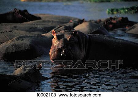 national reserve, natural reserve, wild animal, wildlife, animal, animals, Tanzania View Large Photo Image Stock Photo - national reserve, natural reserve, wild animal, wildlife, animal, animals, Tanzania. Fotosearch