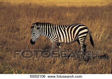 national reserve, natural reserve, wild animal, wildlife, wild, animal View Large Photo Image Stock Photograph - national reserve, natural reserve, wild animal, wildlife, wild, animal. Fotosearch
