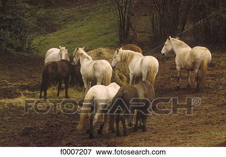 nature, exterior, open air, animal, animals, tamed animal View Large Photo Image Stock Photo - nature, exterior, open air, animal, animals, tamed animal. Fotosearch