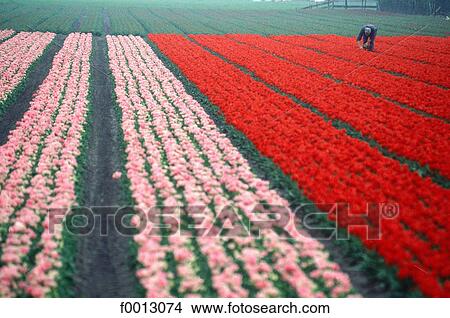 Netherlands, Europe, exterior, open air, travel, travel Holland, Keukenhof View Large Photo Image Picture - Netherlands, Europe, exterior, open air, travel, travel Holland, Keukenhof. Fotosearch