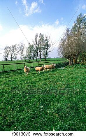Netherlands, Europe, exterior, open air, travel, travel Holland, Broek in Waterland View Large Photo Image Stock Image - Netherlands, Europe, exterior, open air, travel, travel Holland, Broek in Waterland. Fotosearch
