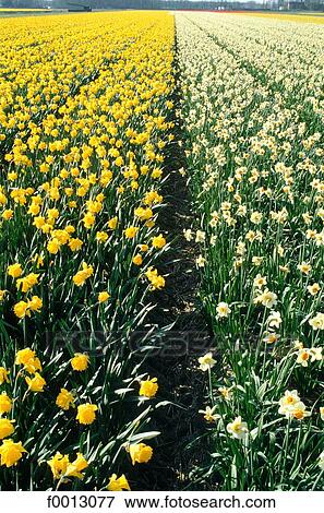 Stock Photo - Netherlands, Europe, exterior, open air, travel, travel Holland, Keukenhof. Fotosearch