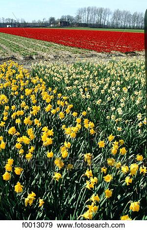 Netherlands, Europe, exterior, open air, travel, travel Holland, Keukenhof View Large Photo Image Stock Photo - Netherlands, Europe, exterior, open air, travel, travel Holland, Keukenhof. Fotosearch
