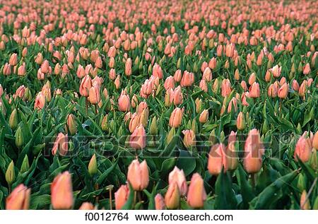 Netherlands, field, Europe, field of flower, flora, wildlife, Lisse View Large Photo Image Picture - Netherlands, field, Europe, field of flower, flora, wildlife, Lisse. Fotosearch