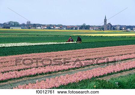 Stock Image - Netherlands, field, Europe, field of flower, flora, wildlife, Lisse. Fotosearch