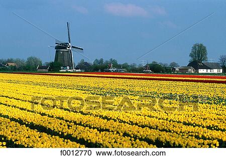 Netherlands, field, Europe, field of flower, flora, wildlife, Lisse View Large Photo Image Stock Image - Netherlands, field, Europe, field of flower, flora, wildlife, Lisse. Fotosearch