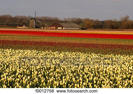 Netherlands, field, Europe, field of flower, flora, wildlife, Lisse View Large Photo Image Stock Photo - Netherlands, field, Europe, field of flower, flora, wildlife, Lisse. Fotosearch