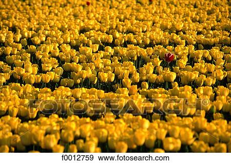 Stock Photo - Netherlands, field, Europe, field of flower, flora, wildlife, Lisse. Fotosearch