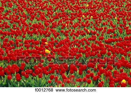 Netherlands, field, Europe, field of flower, flora, wildlife, Lisse View Large Photo Image Stock Photo - Netherlands, field, Europe, field of flower, flora, wildlife, Lisse. Fotosearch