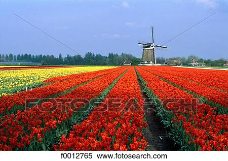 Netherlands, field, Europe, field of flower, flora, wildlife, Lisse View Large Photo Image Stock Photography - Netherlands, field, Europe, field of flower, flora, wildlife, Lisse. Fotosearch