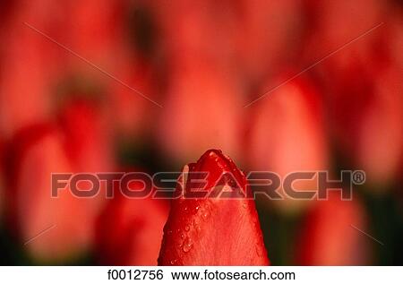 Stock Photograph - Netherlands, red, tulip, Europe, flora, wildlife, Lisse. Fotosearch