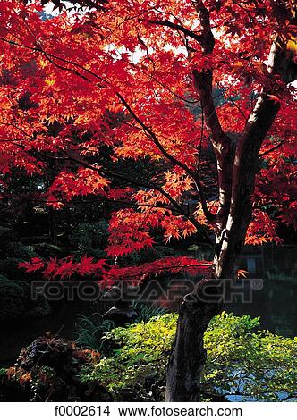 Nikko, ftree, Asia, Japan, trees, autumn View Large Photo Image Picture - Nikko, ftree, Asia, Japan, trees, autumn. Fotosearch