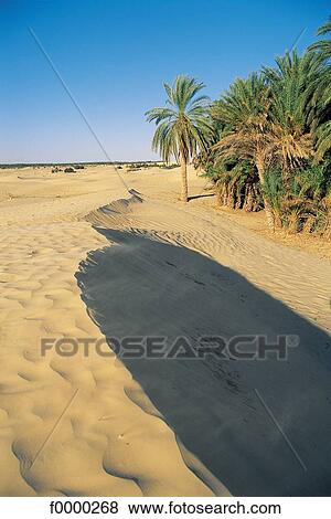 oasis, palm tree, sand, landscape, landscapes, scene, scenery View Large Photo Image Stock Photo - oasis, palm tree, sand, landscape, landscapes, scene, scenery. Fotosearch