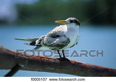 Oceania, Polynesia, animal, animals, wild animal, wildlife View Large Photo Image Stock Photo - Oceania, Polynesia, animal, animals, wild animal, wildlife. Fotosearch