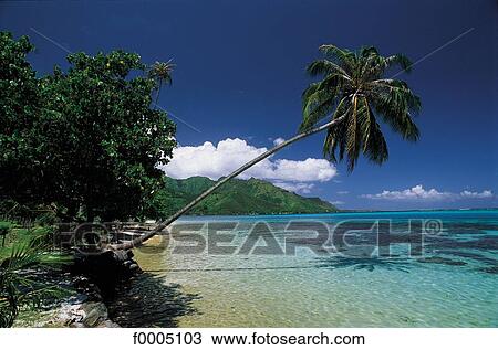 Oceania, Polynesia, escape, paradise, paradisiac, beach View Large Photo Image Stock Image - Oceania, Polynesia, escape, paradise, paradisiac, beach. Fotosearch