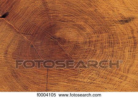 old age, growth, grow, growing, wood, tree trunk, circle View Large Photo Image Stock Photography - old age, growth, grow, growing, wood, tree trunk, circle. Fotosearch
