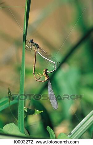 open air, animals, exterior, insect, dragonfly, animal View Large Photo Image Stock Image - open air, animals, exterior, insect, dragonfly, animal. Fotosearch