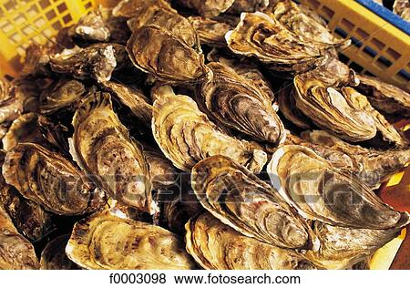 oyster, shell, Brittany, Europe, France, French, French Ille et Villaine View Large Photo Image Stock Photo - oyster, shell, Brittany, Europe, France, French, French Ille et Villaine. Fotosearch