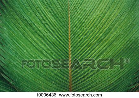 palm, leaf, leaves, green, exterior, open air View Large Photo Image Stock Photograph - palm, leaf, leaves, green, exterior, open air. Fotosearch