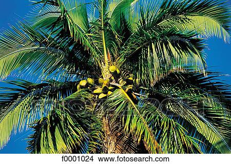 palm tree, exotism, exotic, Polynesia, Oceania, Moorea Island View Large Photo Image Picture - palm tree, exotism, exotic, Polynesia, Oceania, Moorea Island. Fotosearch