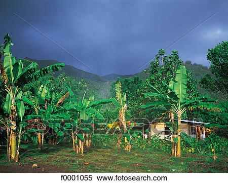 palm tree, landscape, landscapes, scene, scenery, scenes, sceneries View Large Photo Image Stock Photography - palm tree, landscape, landscapes, scene, scenery, scenes, sceneries. Fotosearch