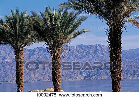 palm tree, landscape, landscapes, scene, scenery, scenes, sceneries View Large Photo Image Stock Photography - palm tree, landscape, landscapes, scene, scenery, scenes, sceneries. Fotosearch