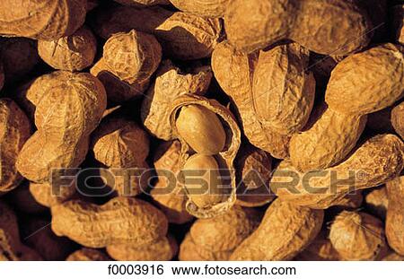Stock Photograph - peanuts, peanuts, seed, aliment, exotic, fruit. Fotosearch