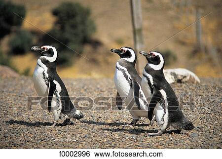 penguin, bird, web footed, animal, animals, Argentina, South America View Large Photo Image Stock Photograph - penguin, bird, web footed, animal, animals, Argentina, South America. Fotosearch