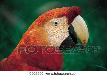 Stock Image - Peru, animal, animals, tropical bird, South America, parrot, beak. Fotosearch