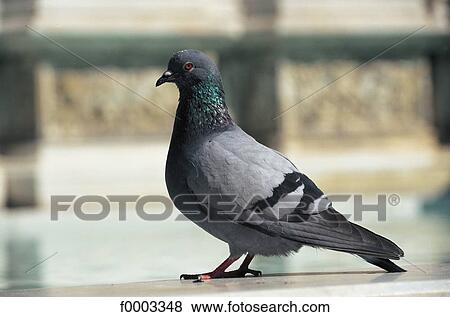 pigeon, animal, animals, bird, Ile de France, exterior View Large Photo Image Stock Photo - pigeon, animal, animals, bird, Ile de France, exterior. Fotosearch