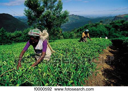 plantation, Sri Lanka, India, harvest, harvesting, tea, Nuwara eliya View Large Photo Image Stock Image - plantation, Sri Lanka, India, harvest, harvesting, tea, Nuwara eliya. Fotosearch