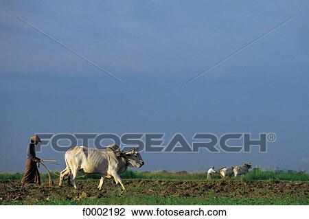 plough, ploughing, Burma, Myanmar, South East Asia, Asia, agriculture View Large Photo Image Stock Image - plough, ploughing, Burma, Myanmar, South East Asia, Asia, agriculture. Fotosearch