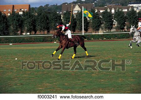 polo, horse, rider, sport, sports, leisure, animal View Large Photo Image Stock Image - polo, horse, rider, sport, sports, leisure, animal. Fotosearch