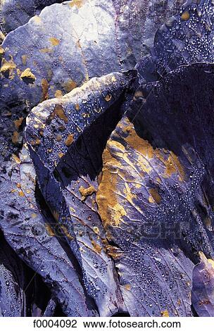 red cabbage, vegetable, cabbage, leaves, leaf, purple, aliment View Large Photo Image Stock Image - red cabbage, vegetable, cabbage, leaves, leaf, purple, aliment. Fotosearch