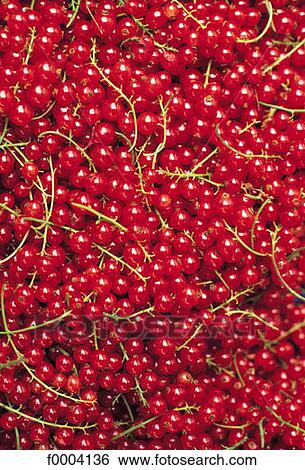 red, redcurrant, bunch of redcurrant, cluster, fruit, berry currant, aliment View Large Photo Image Stock Photograph - red, redcurrant, bunch of redcurrant, cluster, fruit, berry currant, aliment. Fotosearch