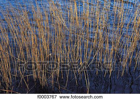 reed, river, water, flora, wildlife, vegetation, swamp View Large Photo Image Stock Photo - reed, river, water, flora, wildlife, vegetation, swamp. Fotosearch