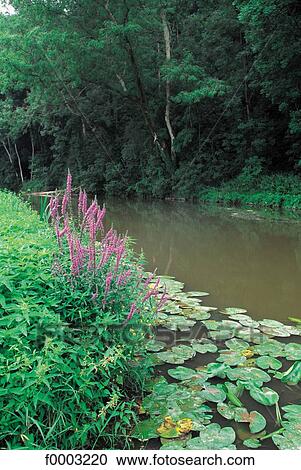 river, water lily, landscape, landscapes, scene, scenery, scenes View Large Photo Image Stock Image - river, water lily, landscape, landscapes, scene, scenery, scenes. Fotosearch