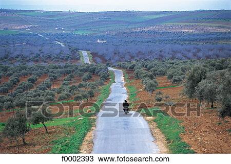 Stock Image - road, field, olive tree, landscape, landscapes, scene, scenery. Fotosearch