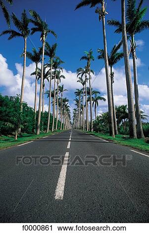 Stock Image - road, palm tree, Guadeloupe, French West Indies, Allee Dumanoir, Basse Terre, tree. Fotosearch