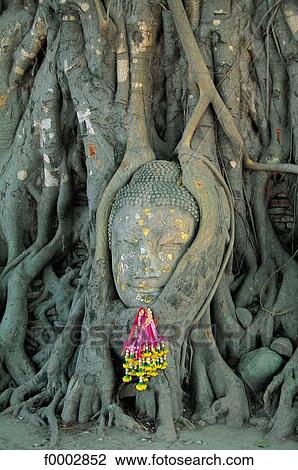 root, divinity, god, goddess, Buddhism, Thailand, South East Asia View Large Photo Image Stock Image - root, divinity, god, goddess, Buddhism, Thailand, South East Asia. Fotosearch