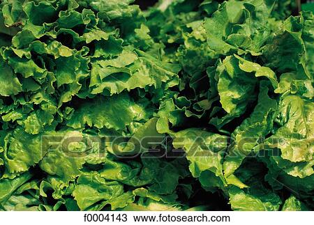 salad, leaf, leaves, aliment, vegetable, green, Webb lettuce View Large Photo Image Stock Image - salad, leaf, leaves, aliment, vegetable, green, Webb lettuce. Fotosearch
