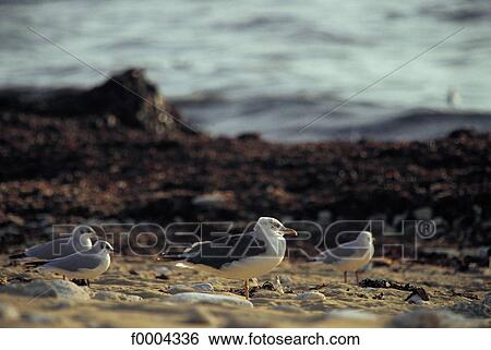 sand, seagull, bird, coastal landscape, coast, littoral, sea-side View Large Photo Image Stock Photograph - sand, seagull, bird, coastal landscape, coast, littoral, sea-side. Fotosearch