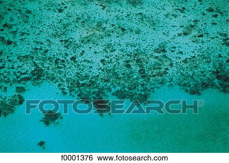 Stock Photograph - sea, coral, transparency, transparent, limpid, limpidity, clear. Fotosearch
