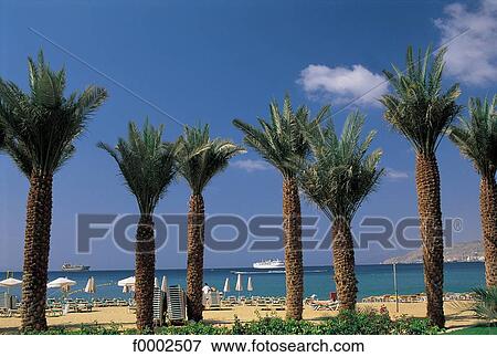 sea, palm tree, beach, beaches, sea, sand, landscape View Large Photo Image Stock Photo - sea, palm tree, beach, beaches, sea, sand, landscape. Fotosearch