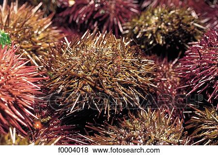 sea urchin, animals, aliment, shellfish, seafood, mollusc, animal View Large Photo Image Stock Photo - sea urchin, animals, aliment, shellfish, seafood, mollusc, animal. Fotosearch