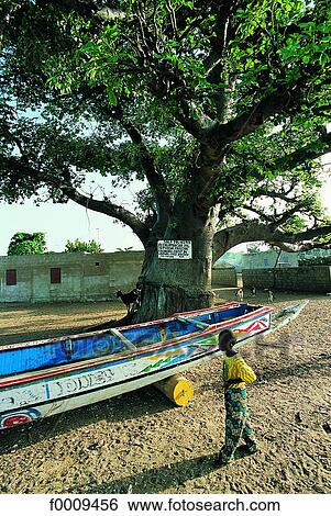Stock Photograph - Senegal, exterior, open air, travel, travel Eastern Africa, tree, trees. Fotosearch