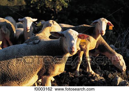 sheep, animal, animals, flock of sheep, herd of sheep, cattle View Large Photo Image Stock Image - sheep, animal, animals, flock of sheep, herd of sheep, cattle. Fotosearch